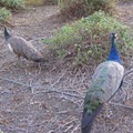 More Peacocks