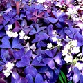 紫葉醡醬草
