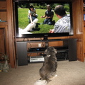 狗狗看電視