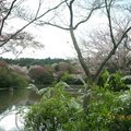 4/11 午後 龍安寺 一景