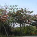 冬天樹葉變紅的大葉欖仁樹