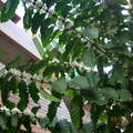 花園裡的咖啡樹開花囉