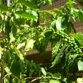 2007-8月咖啡樹上的咖啡豆