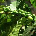 2007-8月咖啡豆