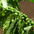 2007-8月咖啡豆