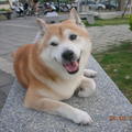 午後的安平...林默娘公園...可愛的狗狗