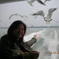 松島~遊湖 貪吃的海鷗