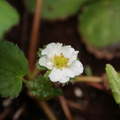 院子裡的草莓又開花囉...好一朵小白花