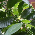花園裡的咖啡樹---結豆豆囉