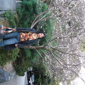 熱田神宮  冬天開的櫻花