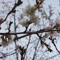 熱田神宮  冬天開的櫻花