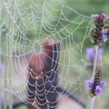霧中的 薰衣草與蜘蛛網