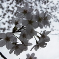 新宿御苑 櫻花