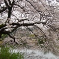 新宿御苑 櫻花