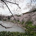 護城河畔 櫻花開得好美阿