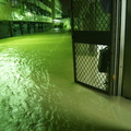 屋外大水正在退...門又被颱風吹壞了