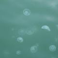 大令港邊成群漂浮的水母
