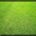 鏡頭裡的綠草地