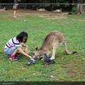 龍伯動物園裡接受餵食的袋鼠