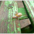 snail 8