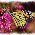 The Monarch Butterfly