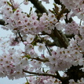 暮春櫻花