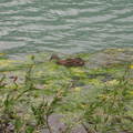 湖畔裡悠閒的鴨子