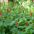 蘇梅島植物