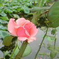 無錫錫惠公園玫瑰花