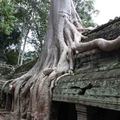 樹與廟糾纏千年