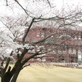 2008年4月初赴關西賞櫻- 京都,奈良,大阪