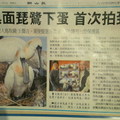 2009寒假家遊~到台南看黑面琵鷺 - 1
