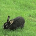 草原上的野兔‧可愛吧~~