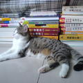 書和貓咪