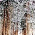 檜樹林冬