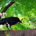 上野公園櫻花樹上的烏鴉
