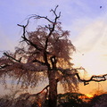 京都圓山公園200年樹齡枝垂櫻