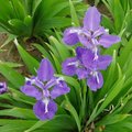 鳶尾花 Iris