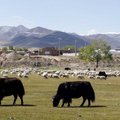 青海是中國五大牧區之一。其中飼養量最大，分佈最廣的是藏系綿羊和牦牛，牦牛存欄數為全國第一位。青海的羊毛彈性好，拉力強，在國際市場上享有盛名，通稱