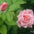 One of the EarthKind Roses, 攝於Houston前院