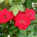 Bright red miniture, bushy, dense habit, mildew resistant. 
Houston front yard, 
2001
		

