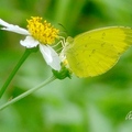 銀紋黃粉蝶，台灣黃蝶 Eurema blanda