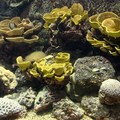 Coral 活珊瑚