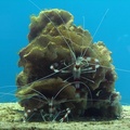 Banded Coral Shrimp 櫻花蝦