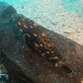 Longfinned Grouper 玳瑁石斑魚