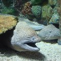 Moray Eels 鯙類