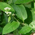 火炭母草（Polygonum chinense）