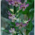 石斛蘭 Dendrobiums