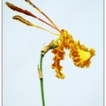 腎藥蘭 Orchidaceae