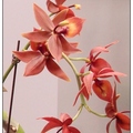 Cymbidium: Cymbidiums, Paphiopedilums and other cool-growing orchids.